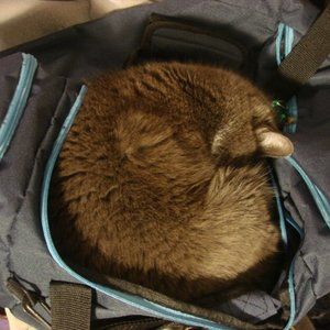 ONE Guess LA pocket book purse handbag hand bag 10x4" black floral